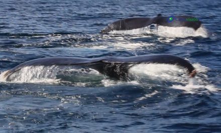 Excelente el Avistamiento de ballenas en Los Cabos