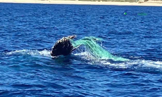 Rescatan a ballena juvenil enmallada en Los Cabos